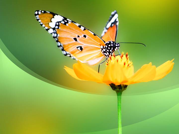 Free Butterfly PPT Template