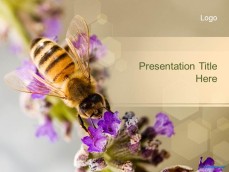 10036-02-bee-ppt-template-1