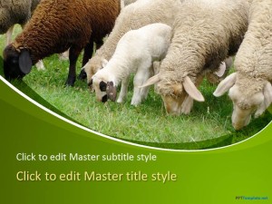 Free Sheep PPT Template