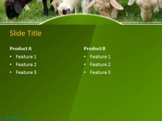 10060-02-sheeps-in-a-field-ppt-template-4