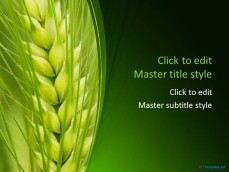 10151-wheat-ppt-template-0002-1
