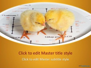 Free Chicks PPT Template